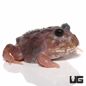 Mutant Black Eyed Pink Chicken Pacman Frog | Buy Mutant Black Eyed Pink Chicken Pacman Frog Online