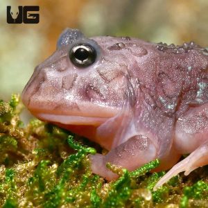 Mutant Translucent Black Hole Pacman Frog | Under Ground reptile