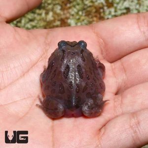 Mutant Black Hole Pacman Frog | Buy Black Hole Pacman Frog | Mutant Pacman Frog For Sale