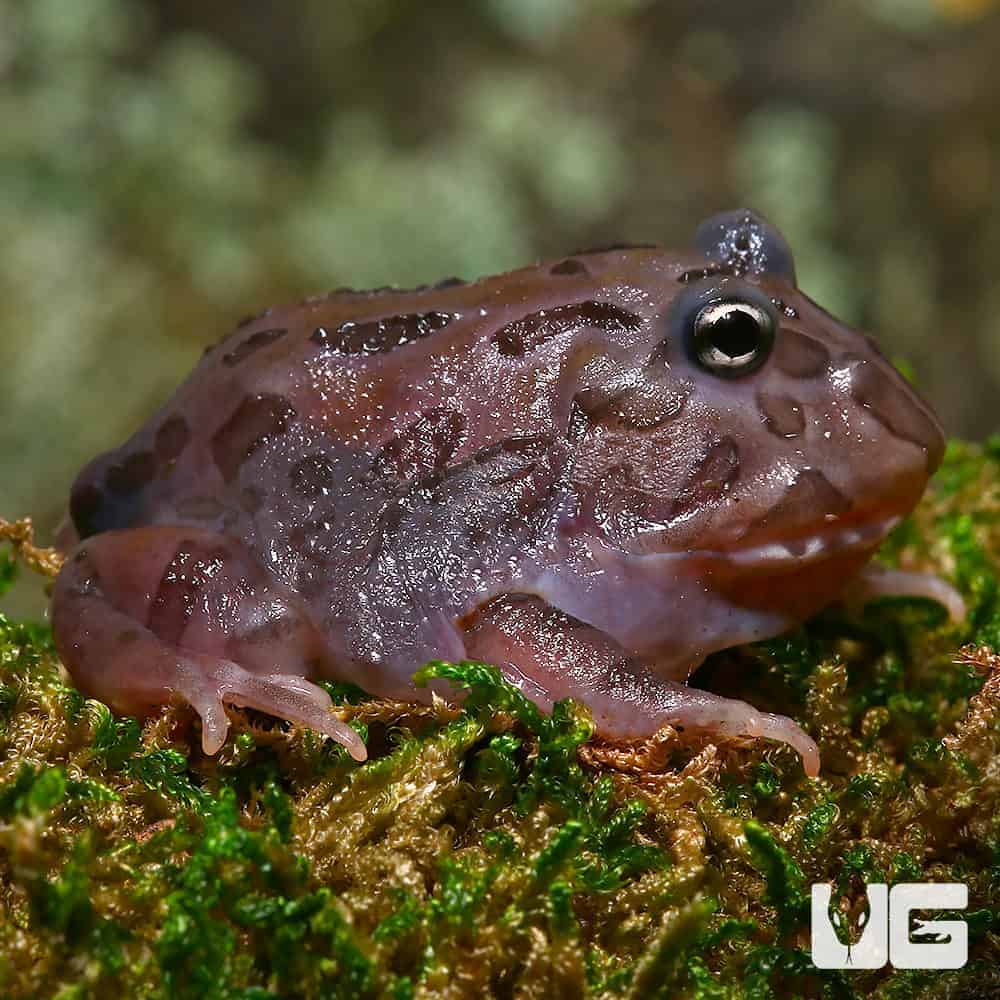 Mutant Black Hole Pacman Frog - Image 2