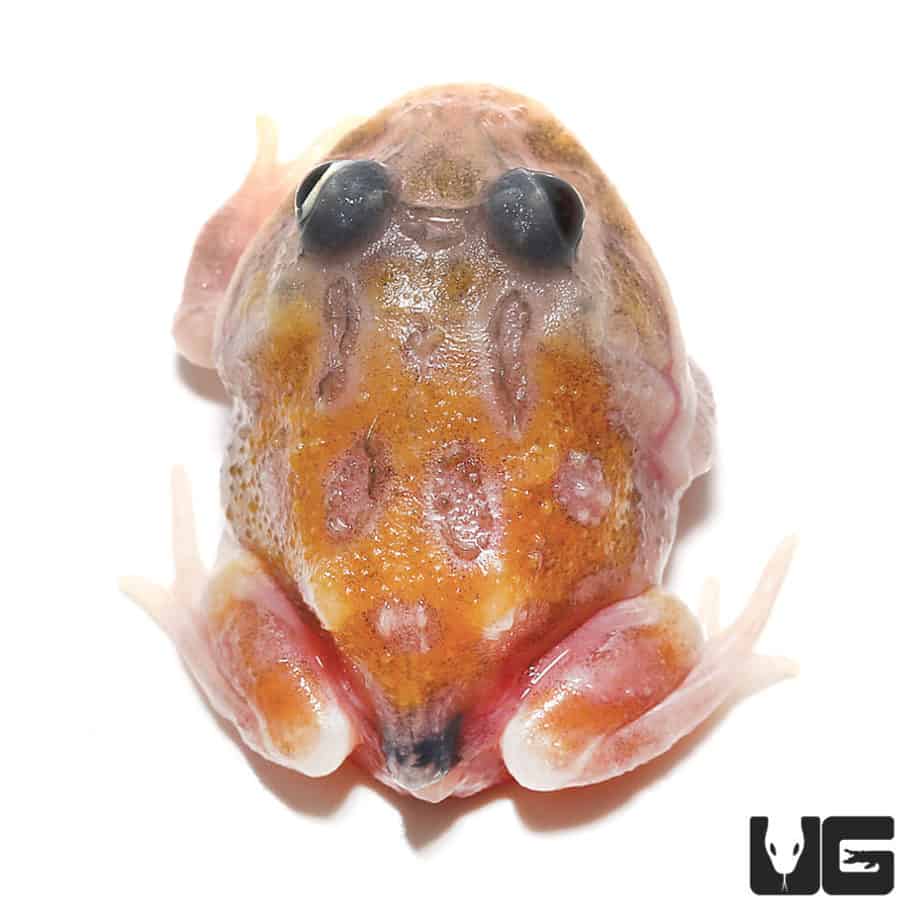 Mutant Copper Translucent Pacman Frog - Image 2