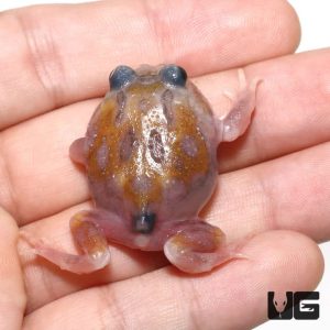 Mutant Copper Translucent Pacman Frog | Buy ranslucent Frog