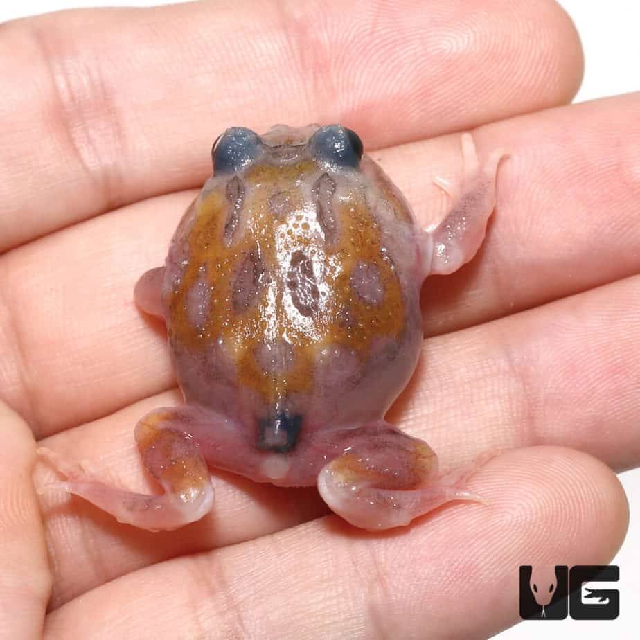 Mutant Copper Translucent Pacman Frog | Buy ranslucent Frog