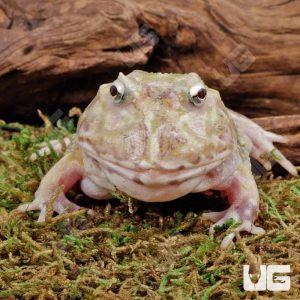 Adult Green Moss Mutant Pacman Frog | Under Ground Reptile | Adult Green Moss Mutant Pacman Frog For Sale