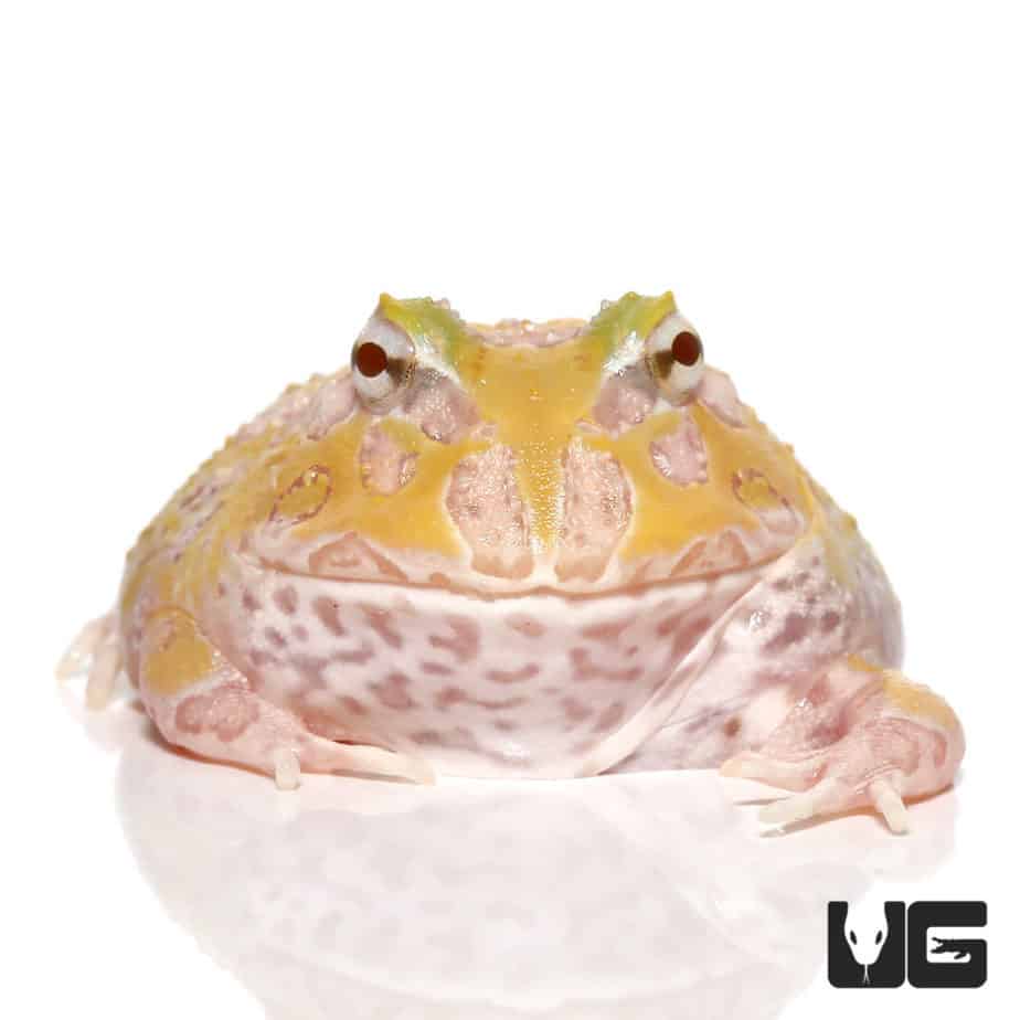 Mutant Lemon Drop Angel Pacman Frog | Under Ground Reptile | Buy Mutant Lemon Drop Angel Pacman Frog Online
