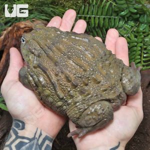 Adult Giant Pixie Frog | Buy Adult Giant Pixie Frog Online | Adult Giant Pixie Frog For Sale