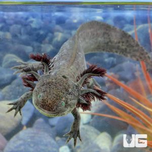 Adult Male GFP Copper Axolotl #3 | GFP Copper Axolotl For Sale