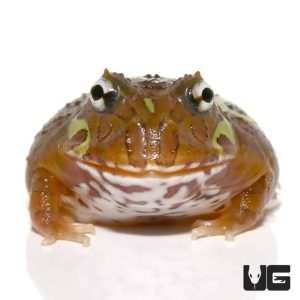 Mutant Clown Nebula Pacman Frog | Clown Nebula Pacman Frog | Buy Mutant Clown Nebula Pacman Frog