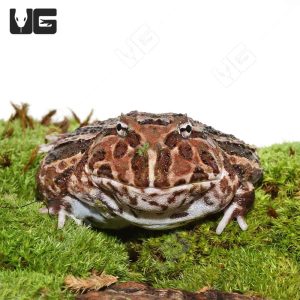 Adult Female Mutant Pacman Frog | Female Pacman Frog