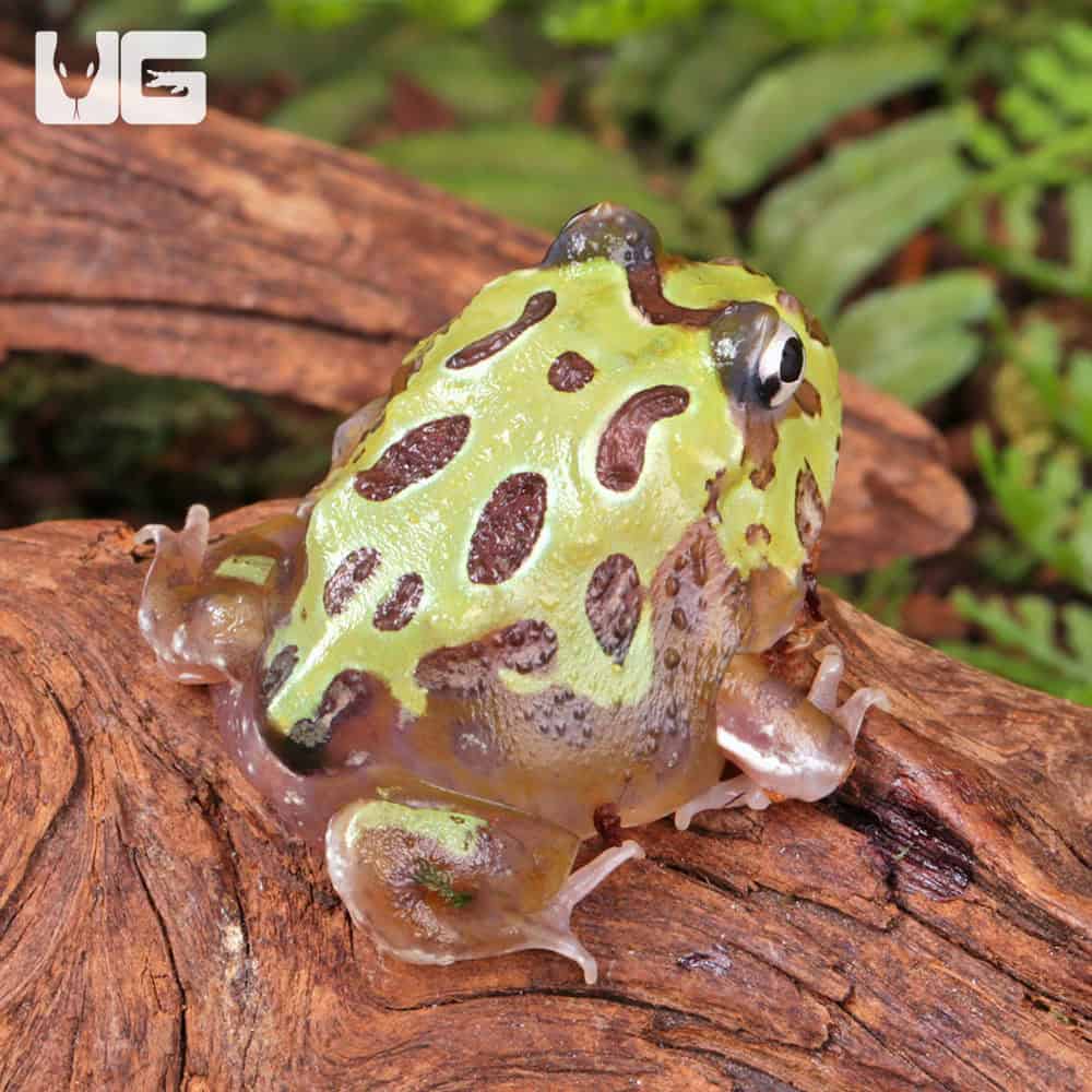 Mutant Purple Translucent Caribbean Pacman Frog | Buy Mutant Purple Translucent Caribbean Pacman Frog Online