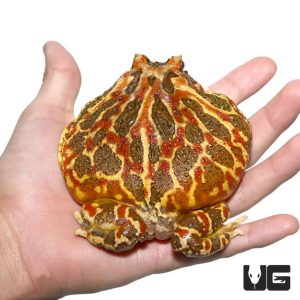 Adult Coffee Pacman Frog | offee Pacman Frog For Sale