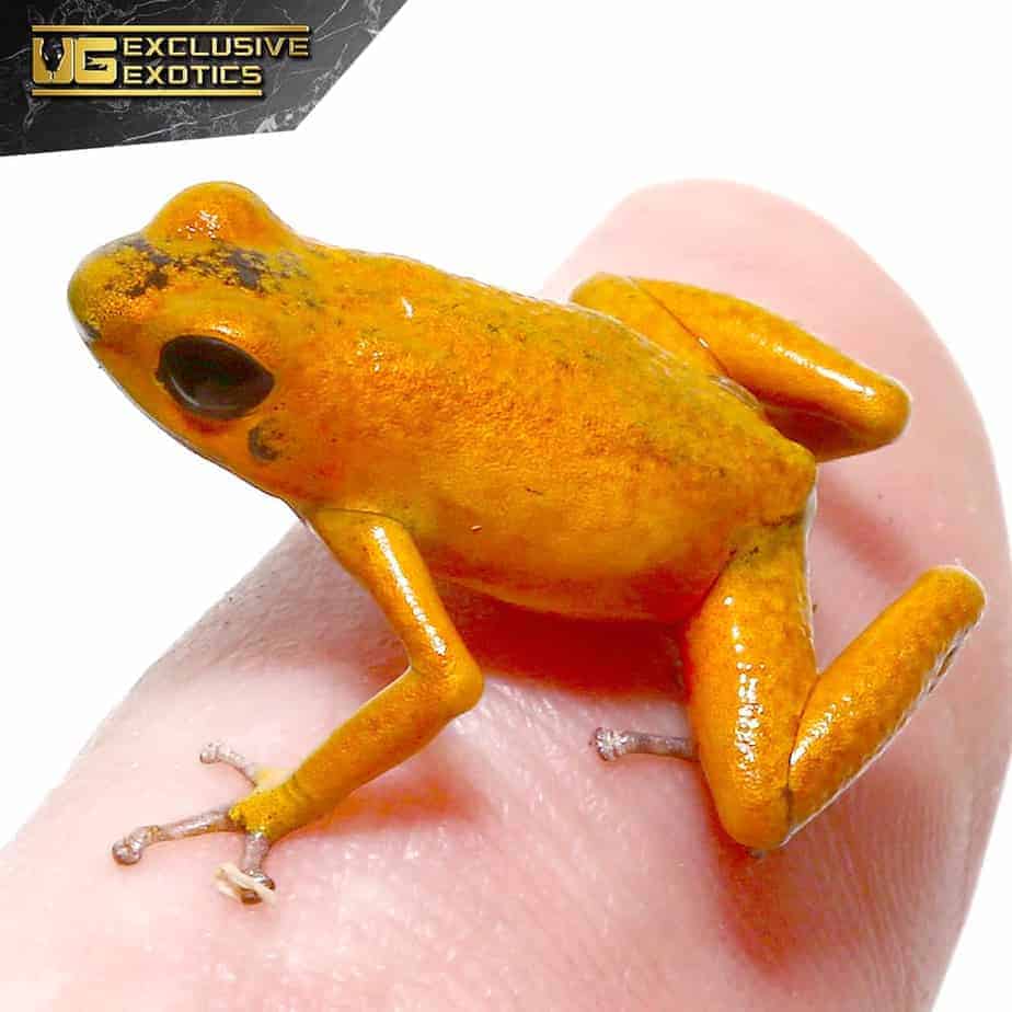 Orange Pumilio Dart Frog | Buy Orange Pumilio Dart Frog