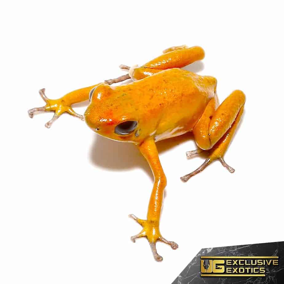 Orange Pumilio Dart Frog - Image 2