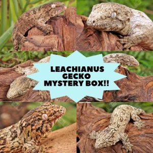 Baby Leachianus Gecko Mystery Box | Buy Leachianus Gecko