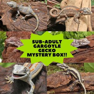Gargoyle Gecko Mystery Box | Buy Gargoyle Gecko Online In USA