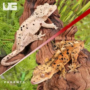 Baby Inkspot Crested Gecko | Buy Inkspot Crested Gecko