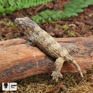 Baby Tweety Leachianus Gecko LIVE | Buy Leachianus Gecko