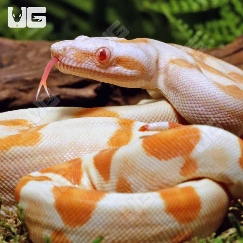 Male Sharp Sunglow Arabesque 66% Het RDR BEA 66% Het Anery Boa #B118 - Image 2
