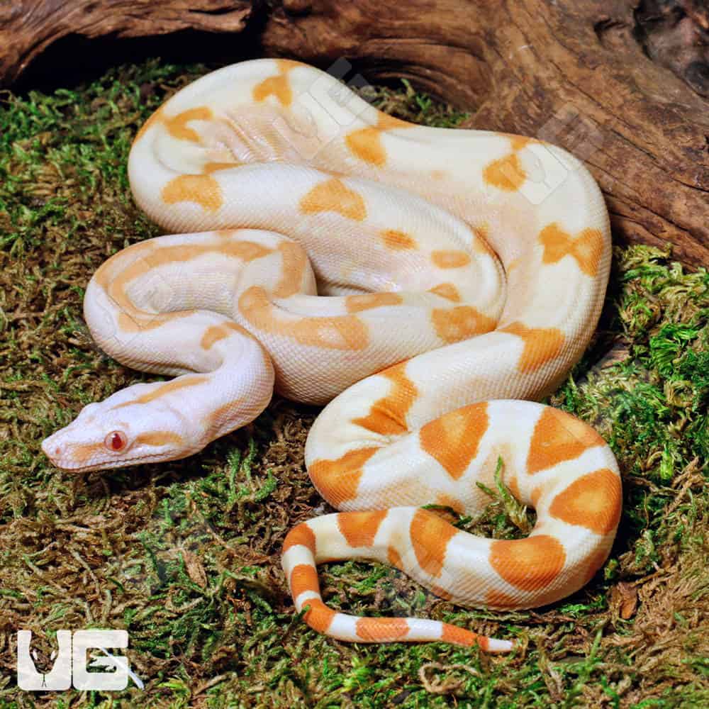 Male Sharp Sunglow Arabesque 66% Het RDR BEA 66% Het Anery Boa #B118