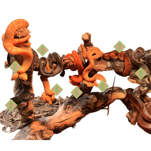 C.B. Baby Colored Amazon Tree Boa | Colored Amazon Tree Boa