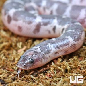 C.B. Baby Saharan Sand Boa | Buy C.B. Saharan Sand Boa Online