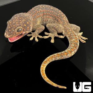 Adult Male Candy Button Tokay Gecko | Candy Butto Gecko