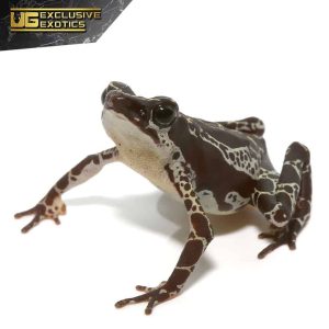 Green Harlequin Toad | Green Harlequin Toad For Sale