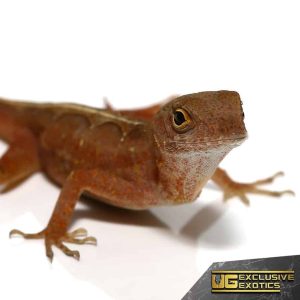 Aztec Chili Pepper Anole