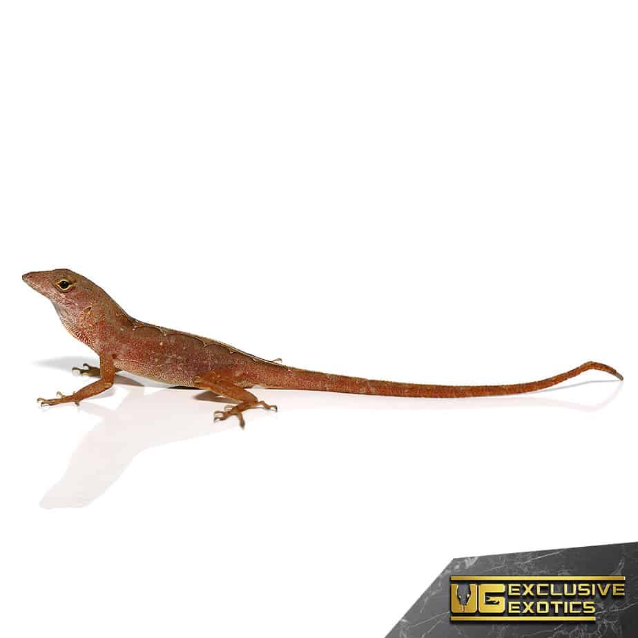 Aztec Chili Pepper Anole - Image 4