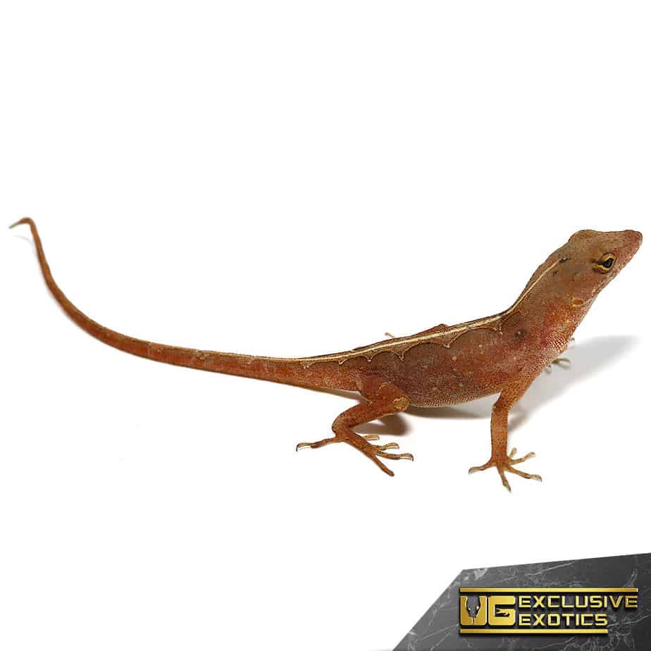 Aztec Chili Pepper Anole - Image 3