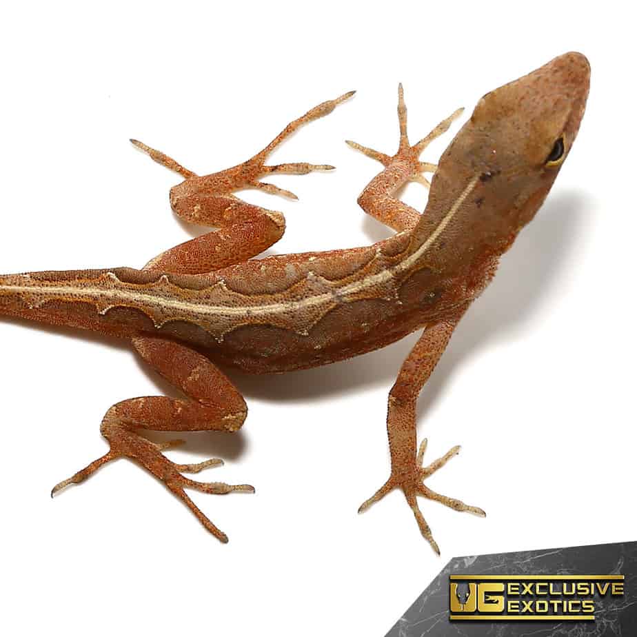 Aztec Chili Pepper Anole - Image 2