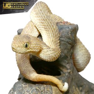 Baby Tan Squamigera Bush Viper | Buy Tan Squamigera Bush Viper