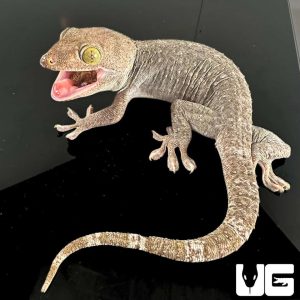 Adult Male Silver And Gold Tokay Gecko | Silver Gold Tokay Gecko