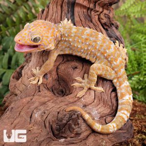 Adult Female Albino T- Tokay Gecko | Albino T- Tokay Gecko