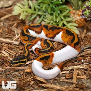 Baby Pied Ball Python | Baby Pied Ball Python For Sale