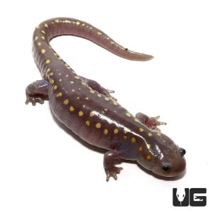 Hypo Spotted Salamander | Hypo Spotted Salamander For Sale
