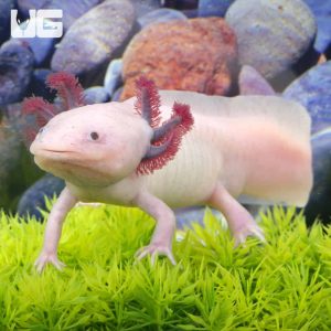 Adult Male Blue Gill Leucistic Axolotl #2 | Blue Gill Leucistic Axolotl