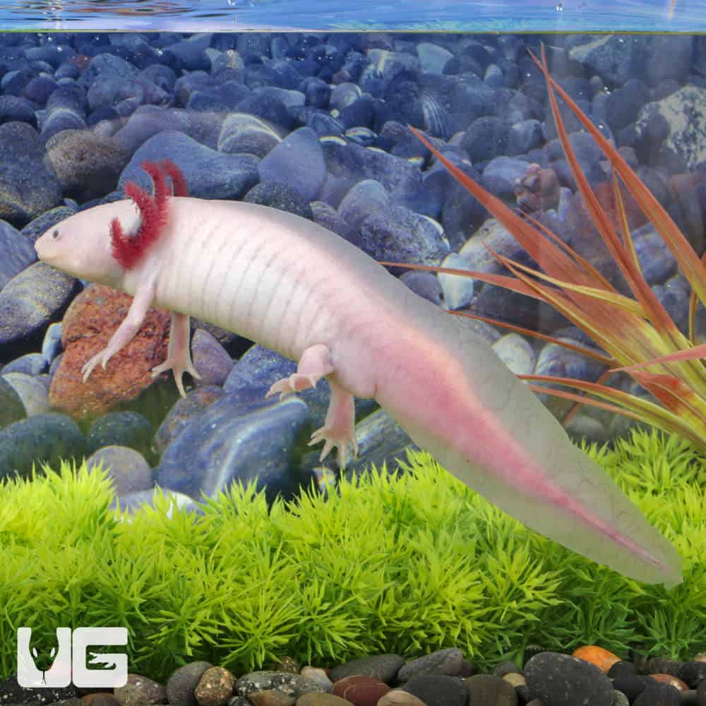 Adult Male Blue Gill Leucistic Axolotl #2 - Image 3