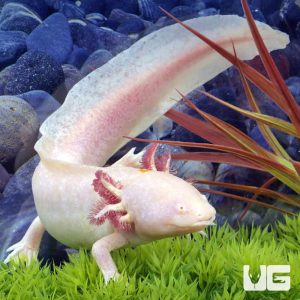 Adult Male Albino Axolotl #1 | Albino Axolotl For Sale