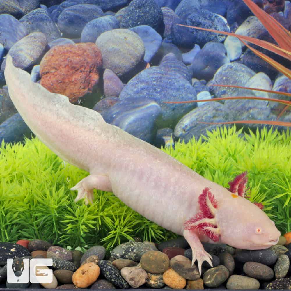 Adult Male Albino Axolotl #1 - Image 3