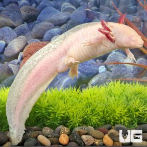 Adult Male Albino Axolotl #1 | Albino Axolotl For Sale