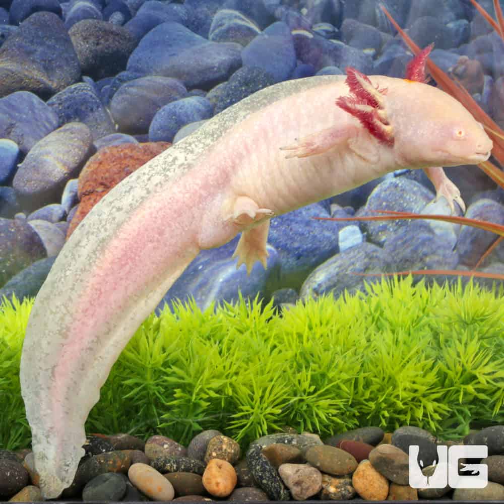 Adult Male Albino Axolotl #1 | Albino Axolotl For Sale