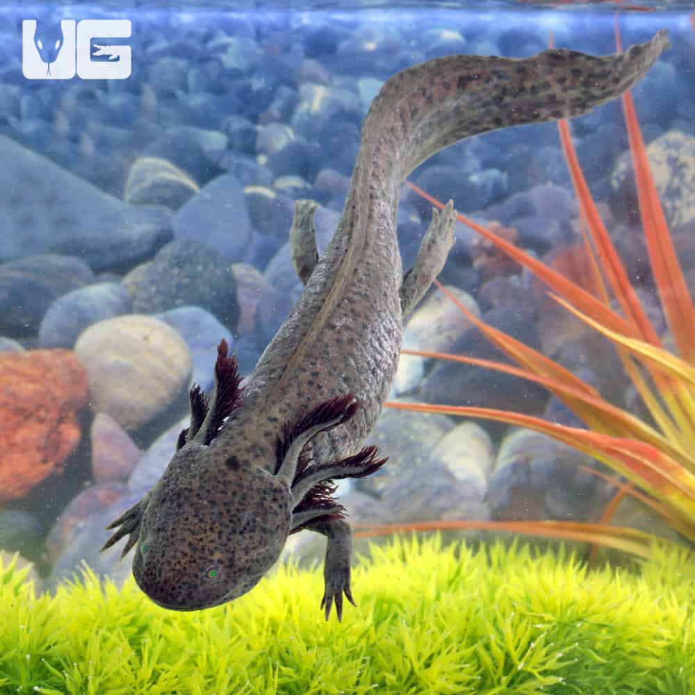 Adult Male GFP Copper Axolotl #3 | GFP Copper Axolotl For Sale