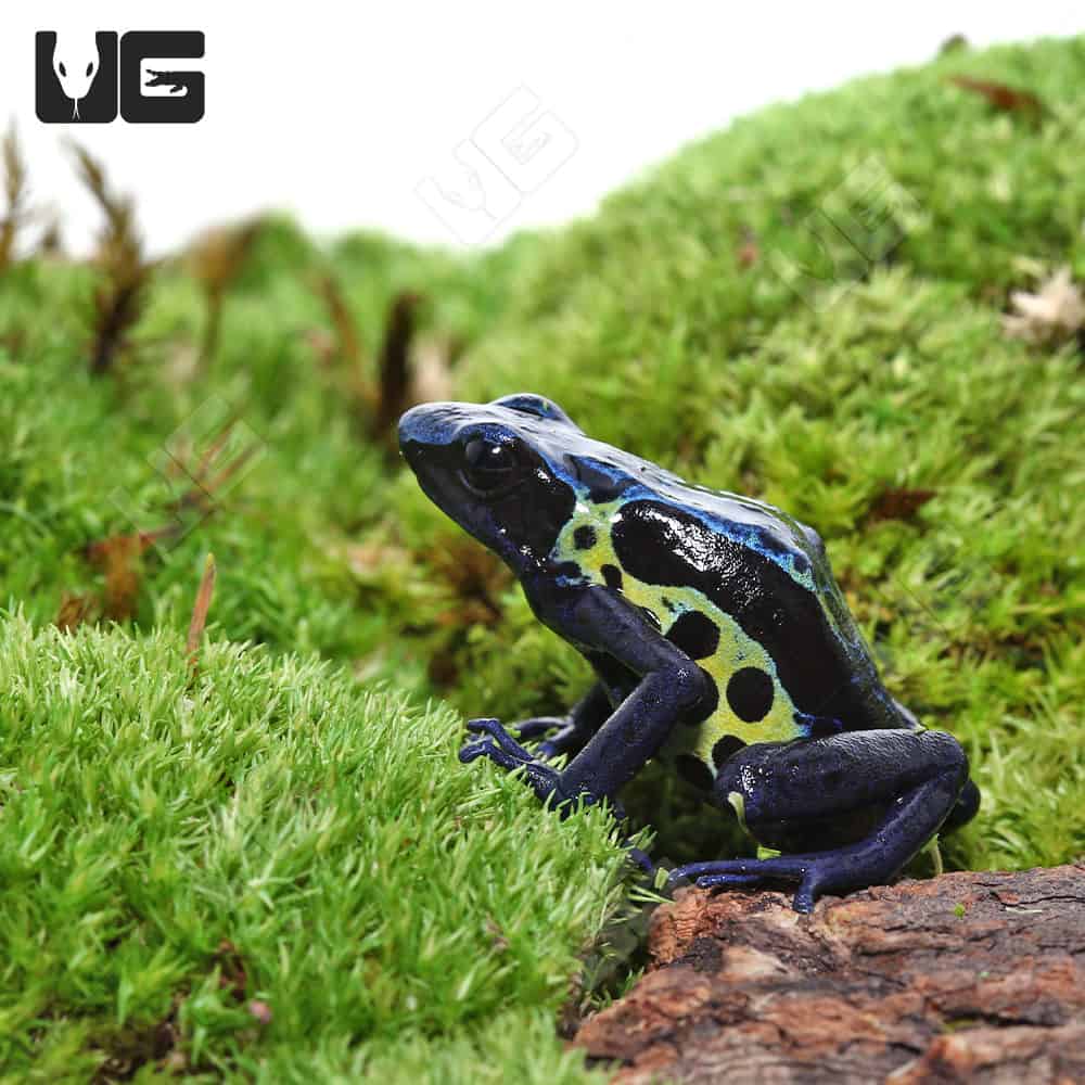 Adult Blueback Sipaliwini Dart Frog - Image 2