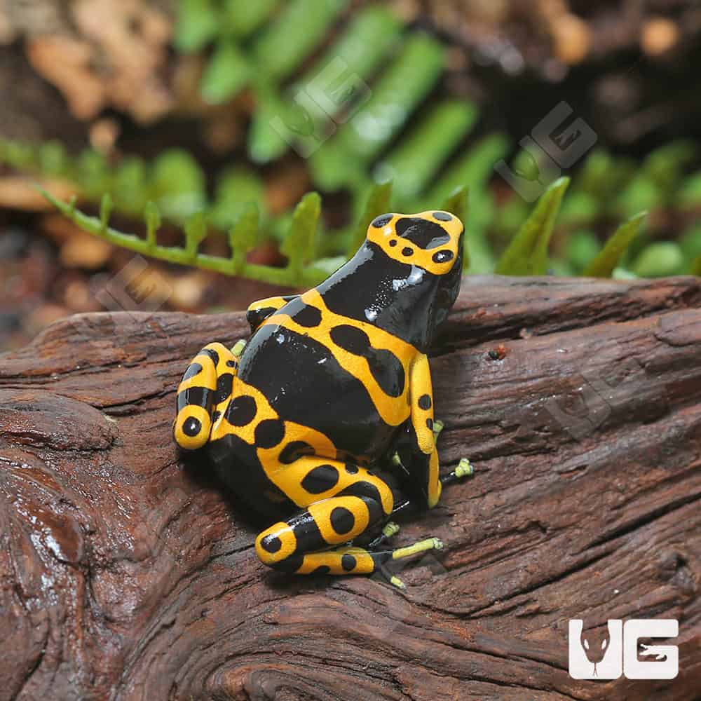 C.B. Adult Bumblebee Dart Frog - Image 2