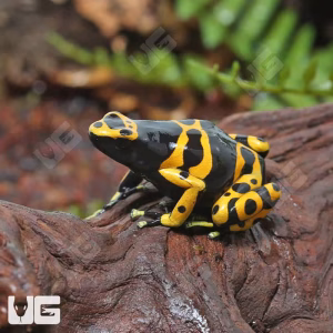 C.B. Adult Bumblebee Dart Frog | Bumblebee Dart Frog For Sale