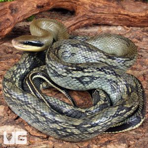 Adult Female Vietnamese Blue Beauty Ratsnake | Buy Female Ratsnake Online