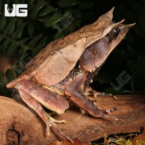 Long Nosed Horned Frog | Long Nosed Horned Frog For Sale