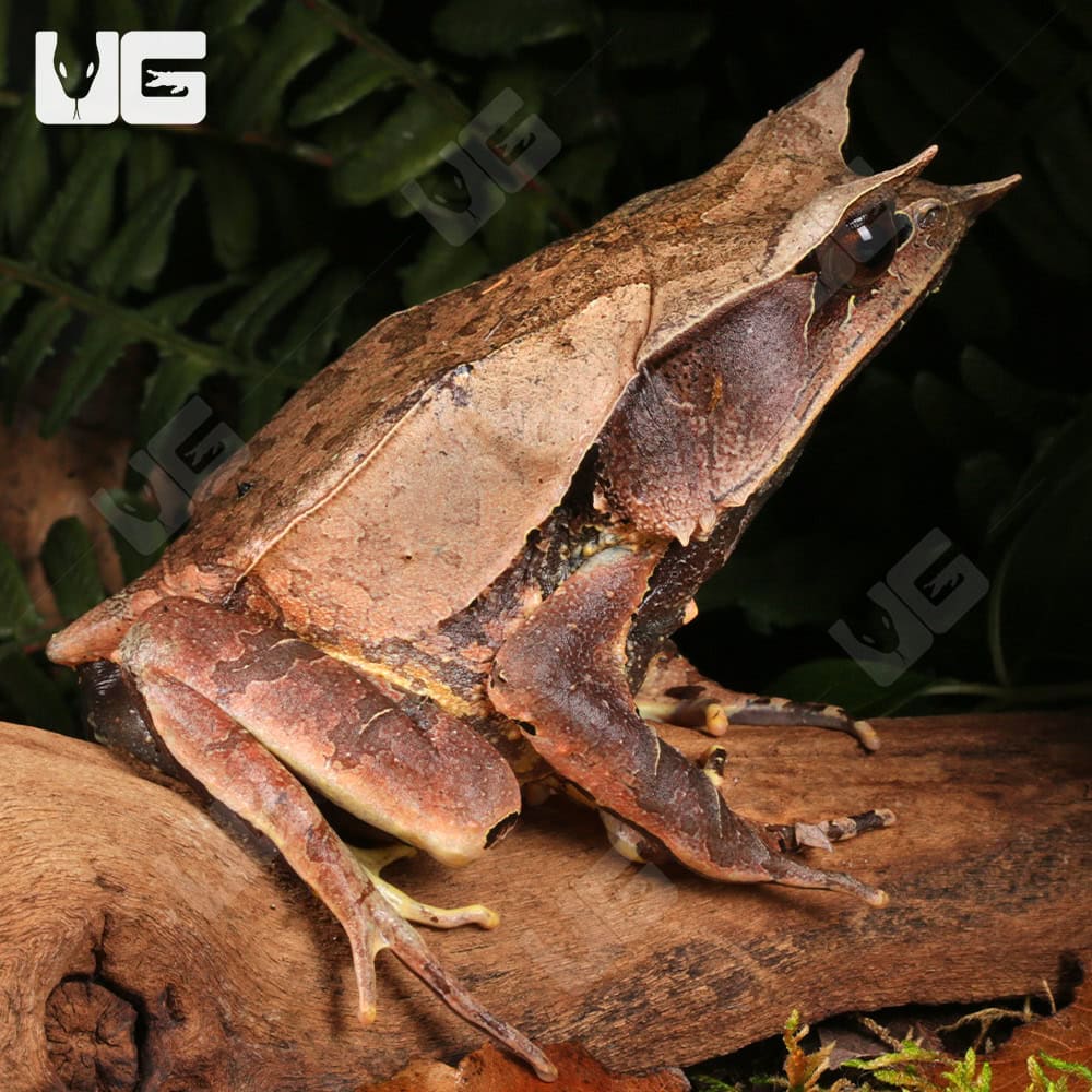 Long Nosed Horned Frog | Long Nosed Horned Frog For Sale