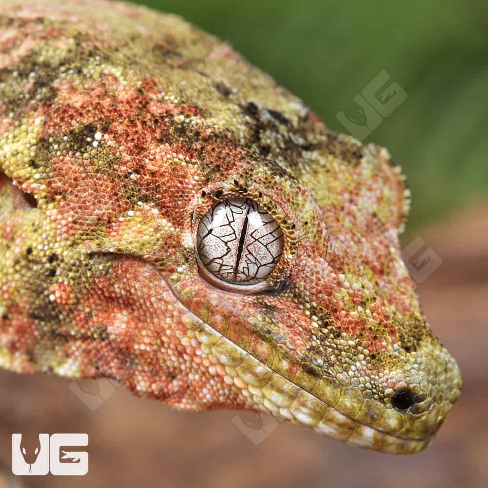 Adult Pine Island Chahoua Gecko - Image 2